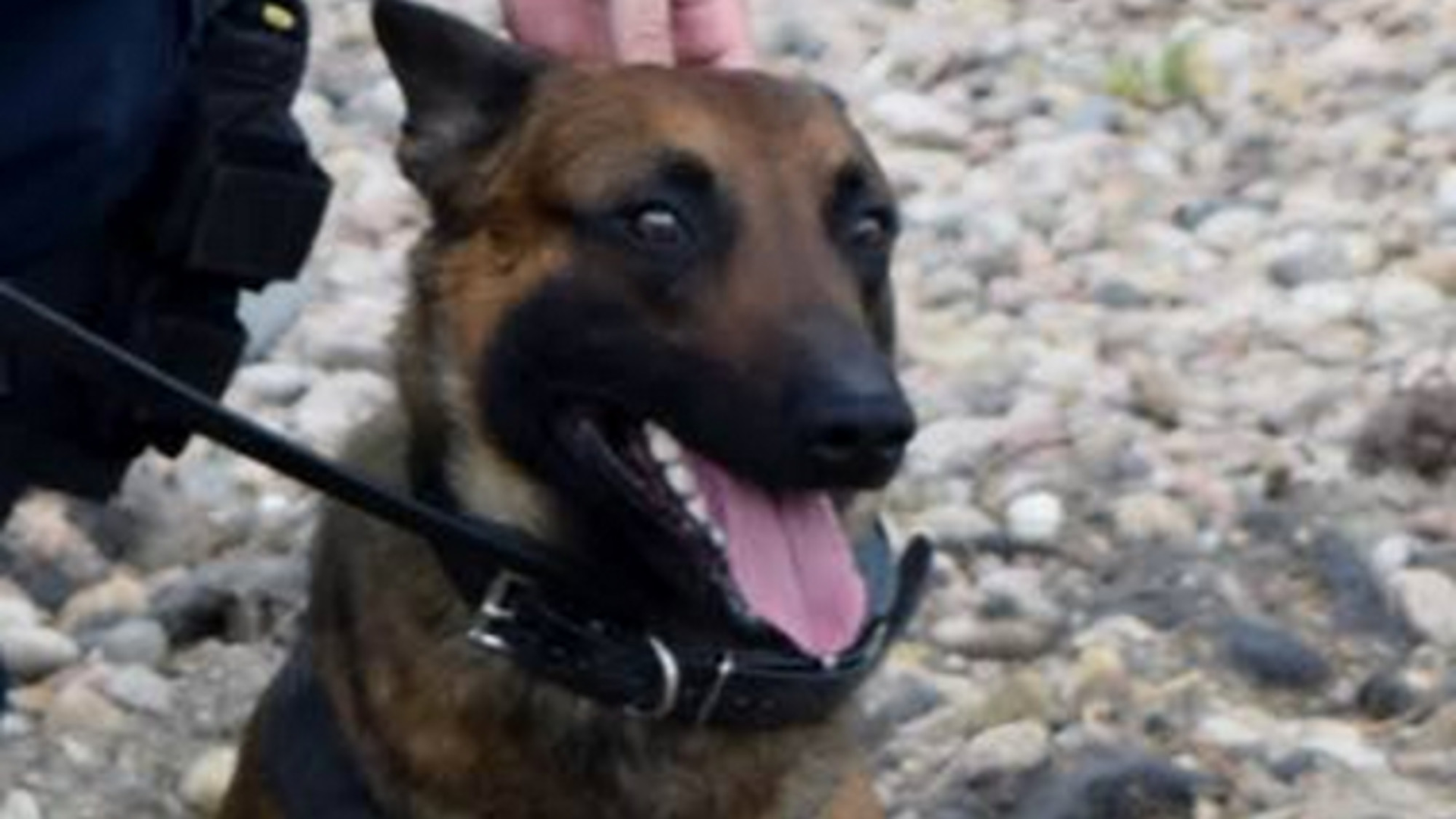 Adams County Sheriff's K-9 Lex rescued a deputy who was fighting with a suspect earlier this month.