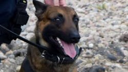 Adams County Sheriff's K-9 Lex rescued a deputy who was fighting with a suspect earlier this month. Adams County Sheriff's K-9 Lex rescued a deputy who was fighting with a suspect earlier this month.