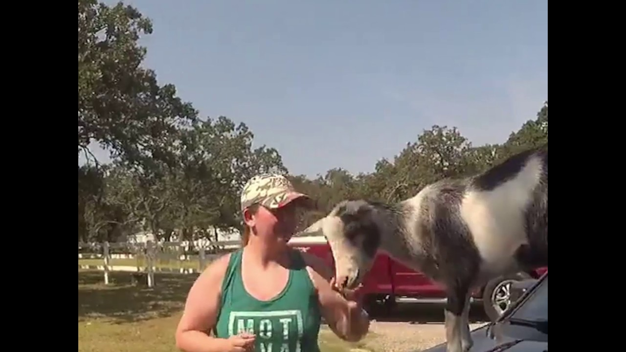 Oklahoma Police Body-Cam Captures Sassy Goat