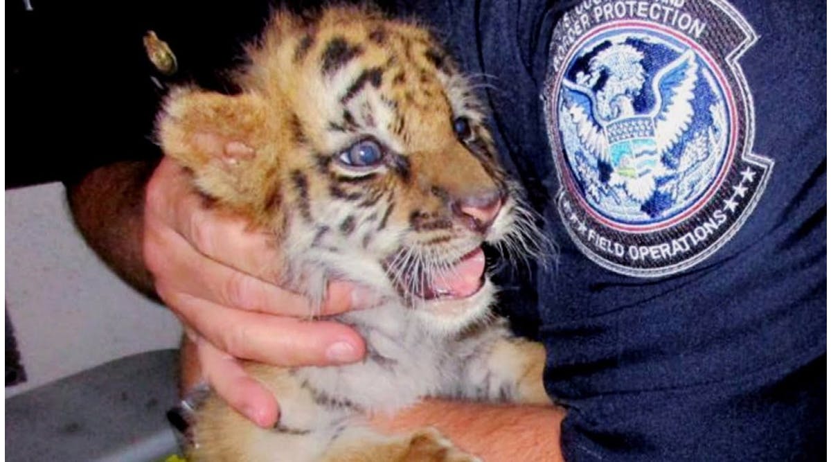Teen Busted Trying to Smuggle Tiger Cub Through Mexico