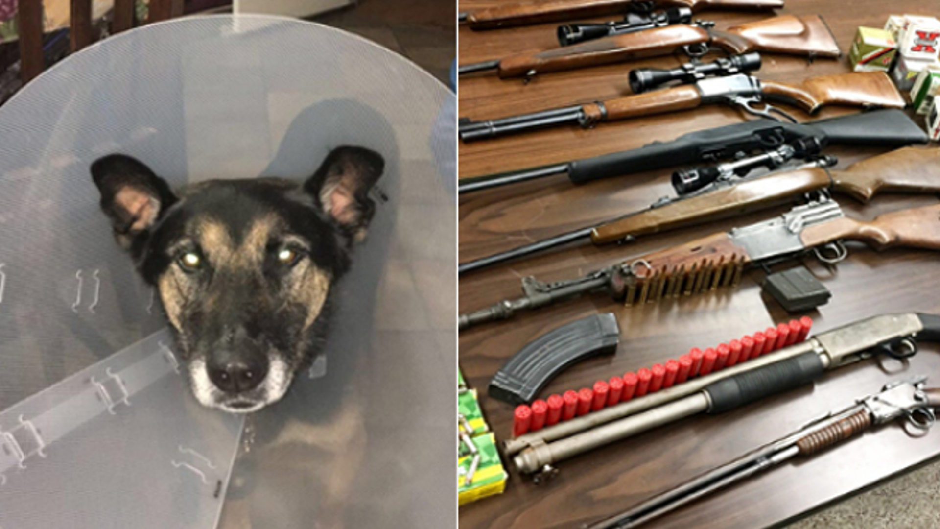NYPD K-9 Timoshenko was injured after falling through the ceiling of a home during a raid that turned up a cache of weapons last week.