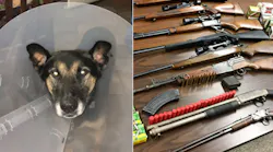 NYPD K-9 Timoshenko was injured after falling through the ceiling of a home during a raid that turned up a cache of weapons last week.