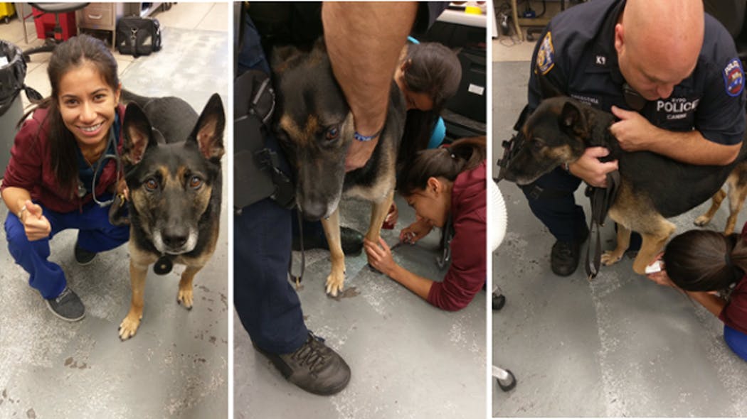 NYPD K-9 Timoshenko, who was hurt during a gun raid in Brooklyn earlier this month, is back on the job after recovering from his injuries.