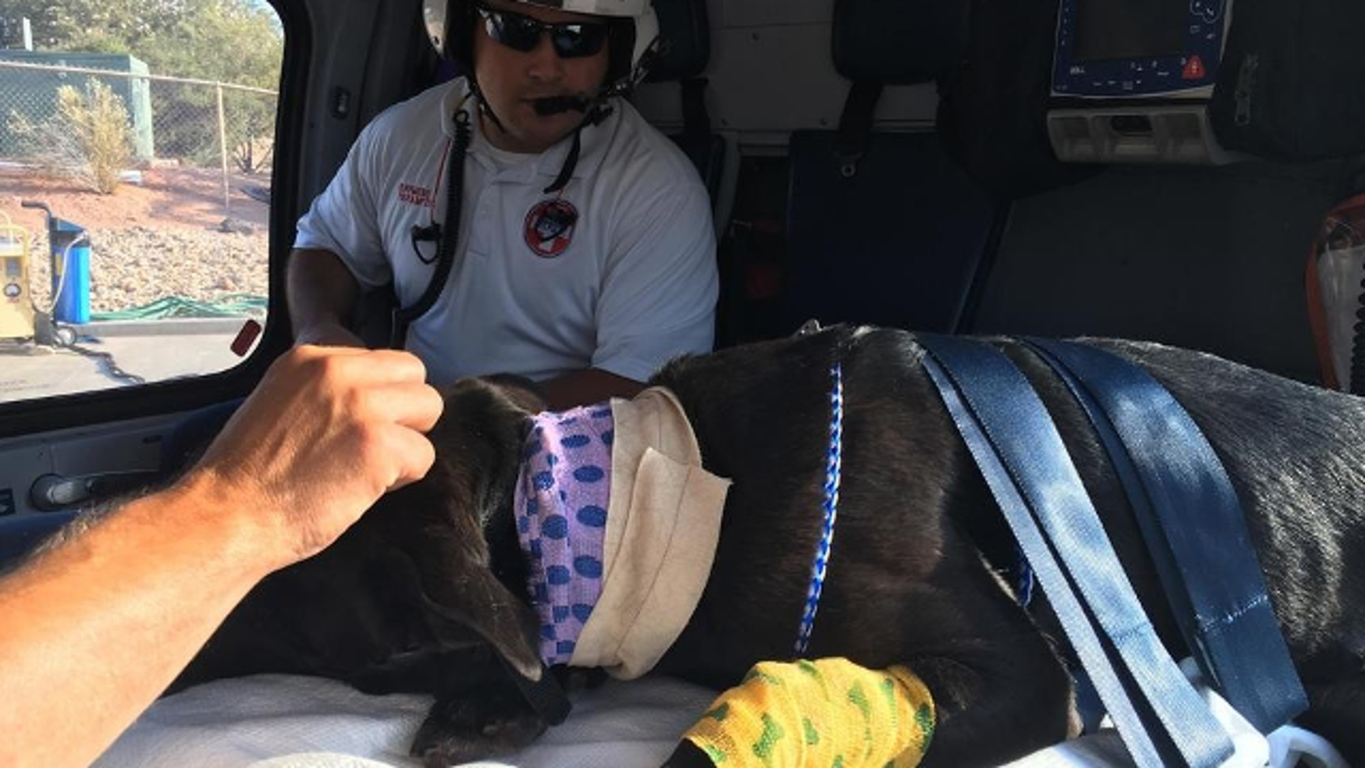 Washington County Sheriff's K-9 Tess is in stable condition after being shot by a suspect during a standoff Tuesday night.