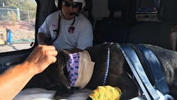 Washington County Sheriff's K-9 Tess is in stable condition after being shot by a suspect during a standoff Tuesday night. Washington County Sheriff's K-9 Tess is in stable condition after being shot by a suspect during a standoff Tuesday night.