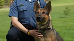 K-9 Dino