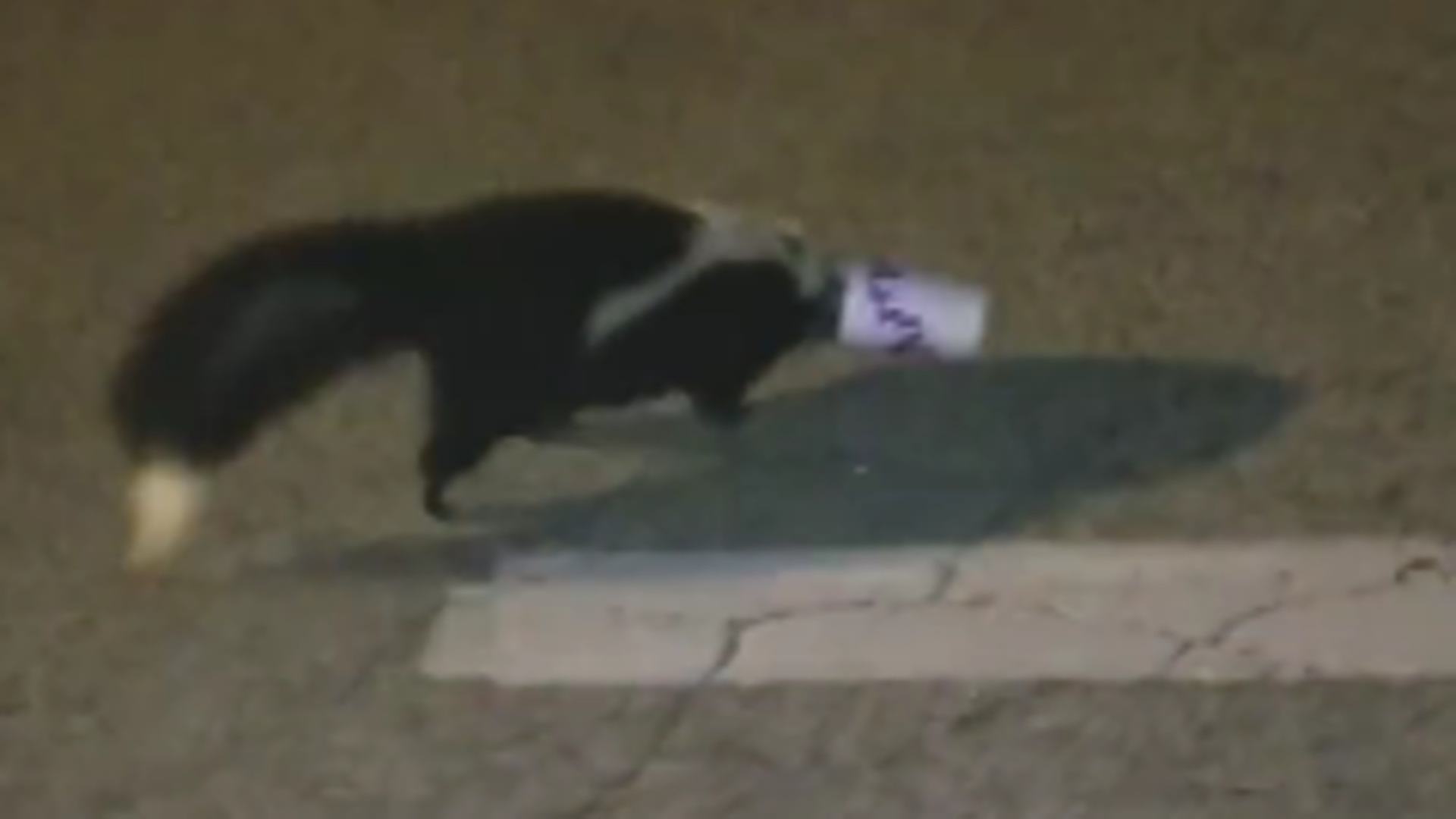 York Police Officer David McKinnon rescued a skunk in distress during his routine patrol shift this week, but more importantly, he didn&rsquo;t get sprayed in the process.