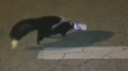 York Police Officer David McKinnon rescued a skunk in distress during his routine patrol shift this week, but more importantly, he didn’t get sprayed in the process.