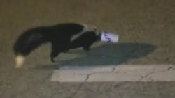 York Police Officer David McKinnon rescued a skunk in distress during his routine patrol shift this week, but more importantly, he didn’t get sprayed in the process. York Police Officer David McKinnon rescued a skunk in distress during his routine patrol shift this week, but more importantly, he didn’t get sprayed in the process.