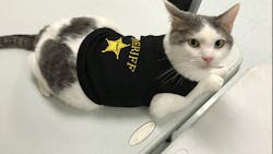 Deputy Peanut Deputy Peanut