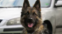K-9 Ajax