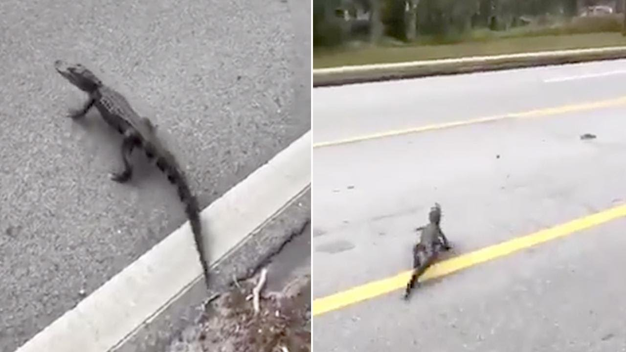 Gator