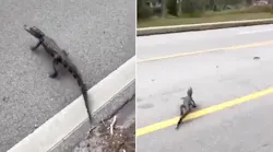 Gator