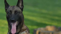 K-9 Kane