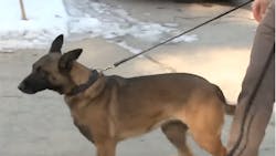 Boscawen Police K-9 Veda, who was bitten in the head by a suspect during an attempted arrest, is back on the job. Boscawen Police K-9 Veda, who was bitten in the head by a suspect during an attempted arrest, is back on the job.