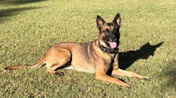 K-9 Bane