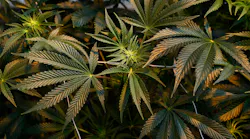 Pot smokers on Long Island shouldn’t expect a pass like their New York City counterparts.