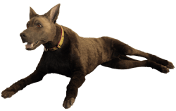 K9 Diesel 5b2d21e8e3c8c K9 Diesel 5b2d21e8e3c8c