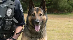K-9 Oldin