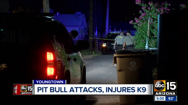 K9attacked