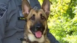 K-9 Midas