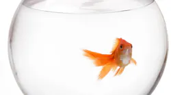 Fishbowl