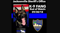 Jacksonville Sheriff's K-9 Fang police dog was shot and killed while pursuing an armed carjacking suspect Sunday on the city's Westside.