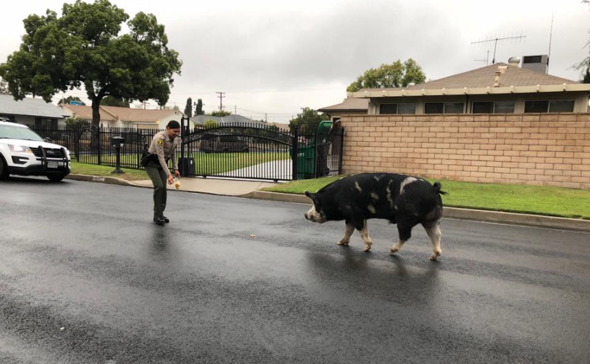 A trail of Doritos potato chips helped lure a runaway pig &ldquo;the size of a mini-horse&rdquo; home in California, according to a San Bernardino County Sheriff&rsquo;s Department post on Instagram.