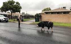 A trail of Doritos potato chips helped lure a runaway pig “the size of a mini-horse” home in California, according to a San Bernardino County Sheriff’s Department post on Instagram. A trail of Doritos potato chips helped lure a runaway pig “the size of a mini-horse” home in California, according to a San Bernardino County Sheriff’s Department post on Instagram.