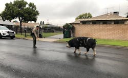 A trail of Doritos potato chips helped lure a runaway pig &ldquo;the size of a mini-horse&rdquo; home in California, according to a San Bernardino County Sheriff&rsquo;s Department post on Instagram.