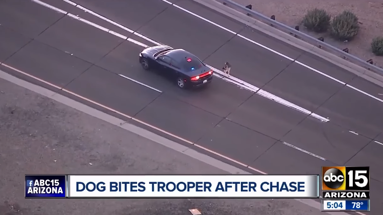 Dogbitestrooper