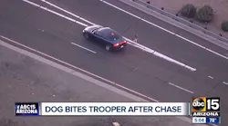 Dogbitestrooper