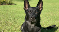 K-9 Cigo