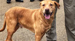 K-9 Ringo