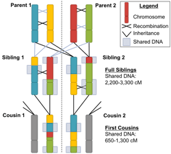 Segments of DNA are passed from parent to child through a process called recombination. Each generation breaks the DNA segments into smaller pieces, so closer relatives share more DNA.