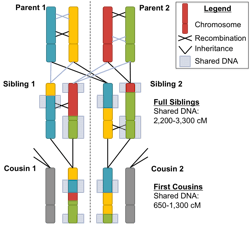 Segments of DNA are passed from parent to child through a process called recombination. Each generation breaks the DNA segments into smaller pieces, so closer relatives share more DNA. Segments of DNA are passed from parent to child through a process called recombination. Each generation breaks the DNA segments into smaller pieces, so closer relatives share more DNA.