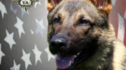 K-9 Doby