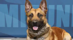 K-9 Pyro