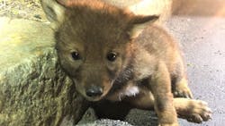 What was originally was reported to be a dog in the road gave Massachusetts State Police a surprise last weekend after it was determined that the animal was actually a coyote pup. What was originally was reported to be a dog in the road gave Massachusetts State Police a surprise last weekend after it was determined that the animal was actually a coyote pup.