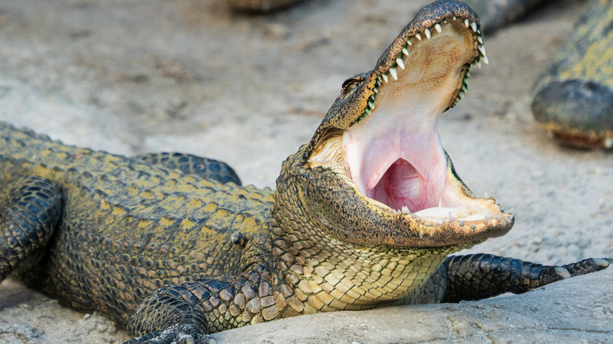Tennessee Police Warn Flushing Drugs Could Create Meth Gators Officer