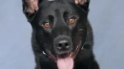 K-9 Verro