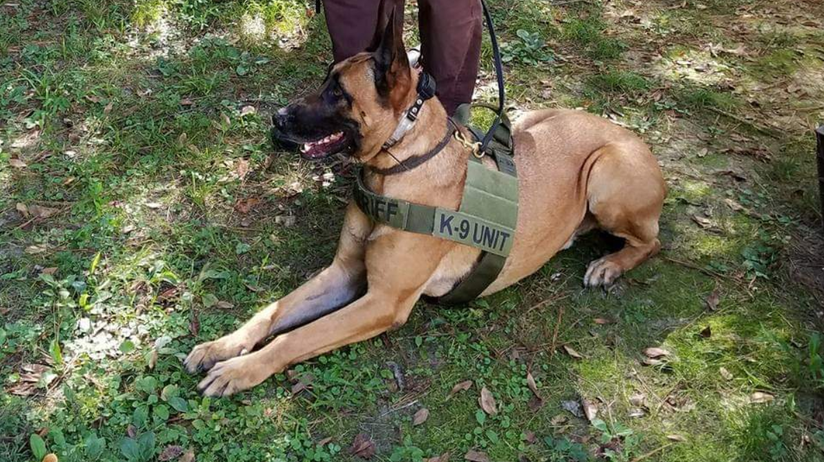 K-9 Rocky