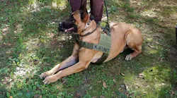 K-9 Rocky