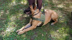 K-9 Rocky K-9 Rocky