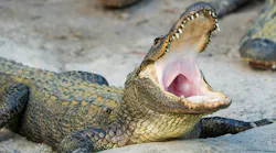 Us News Alligator Florida Dmt