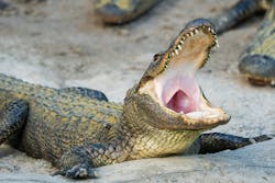 Us News Alligator Florida Dmt