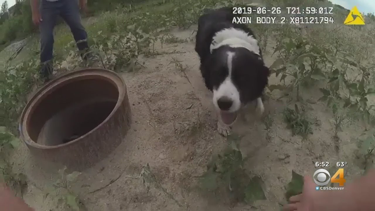 Body Camera Video Shows Colorado Police Rescue Dog From Storm Drain ...