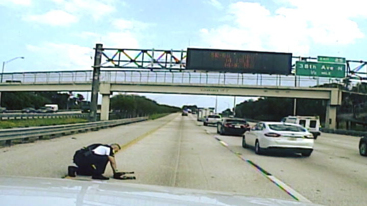 Pinellas Park Police Officer Joe Pugila sprang into action after he observed a dog struck by a vehicle while trying to cross a highway last week and it was all caught on dashboard camera video.
