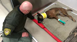 Las Vegas Metro Police K-9 Hunter was attempting to take a suspect into custody during a SWAT standoff Friday night when he was stabbed multiple times in the neck.
