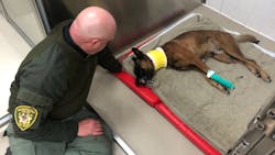 Las Vegas Metro Police K-9 Hunter was attempting to take a suspect into custody during a SWAT standoff Friday night when he was stabbed multiple times in the neck. Las Vegas Metro Police K-9 Hunter was attempting to take a suspect into custody during a SWAT standoff Friday night when he was stabbed multiple times in the neck.